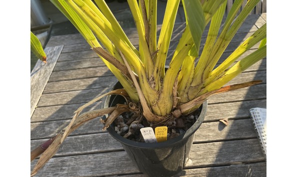 Big image lot xxx   cym. pywacket  heatherich hills 2 plant