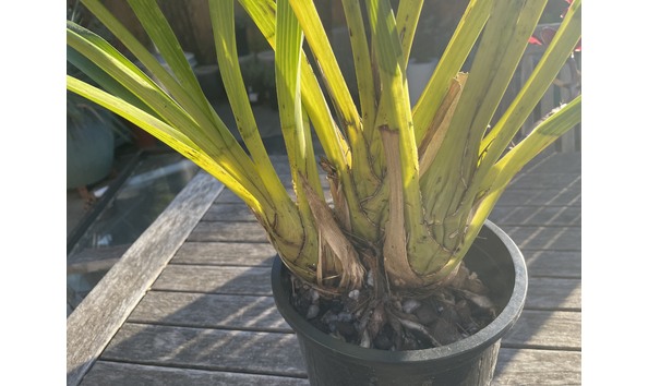 Big image lot xxx   cym. pywacket  heatherich hills 2 plant2