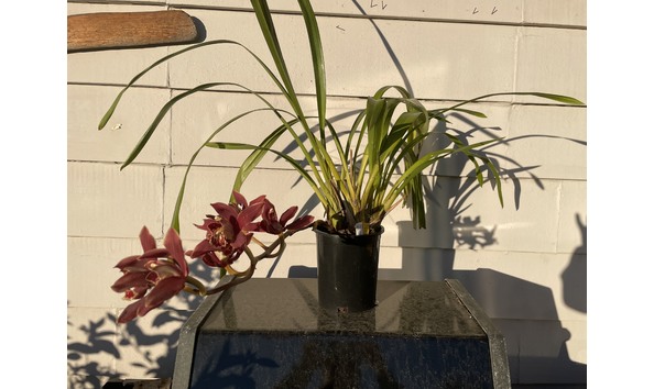 Big image lot xxx   cym. pywacket  heatherich hills 2 plant3