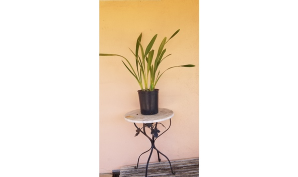 Big image lot xxx   cym. persuasive miss  black eyes plant