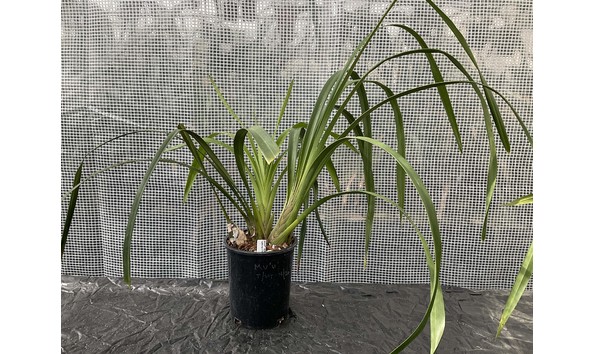 Big image lot xxx   cym. mount vision  hallelujah  hcc jc aos donated plant