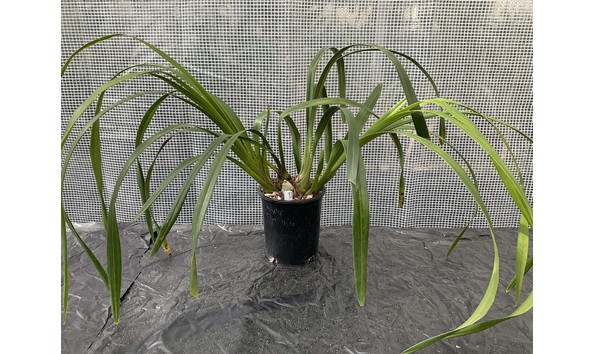 Big image lot xxx   cym. mount vision  hallelujah  hcc jc aos plant