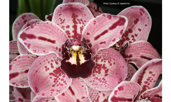 Big image lot xxx   cym. rocky creek  gotcha  am aos b csa2