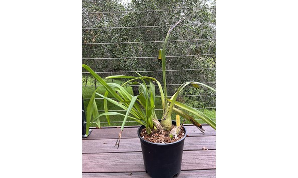 Big image lot xxx   cym. rocky creek  gotcha  jk plant 1st