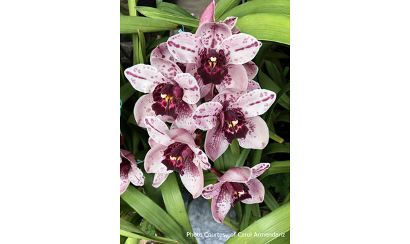 Big image lot xxx   cym. rocky creek  gotcha 