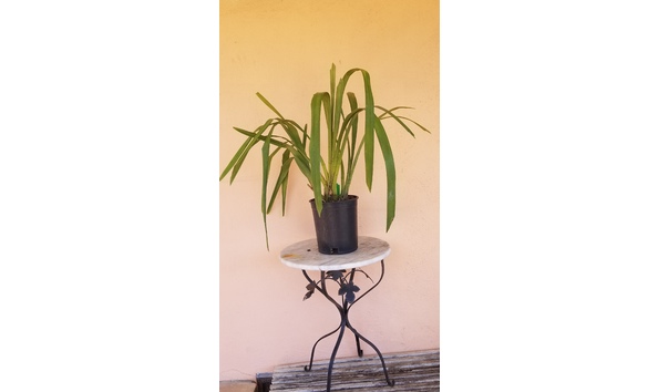 Big image lot xxx   cym. rocky creek  gotcha  am aos b csa2 plant