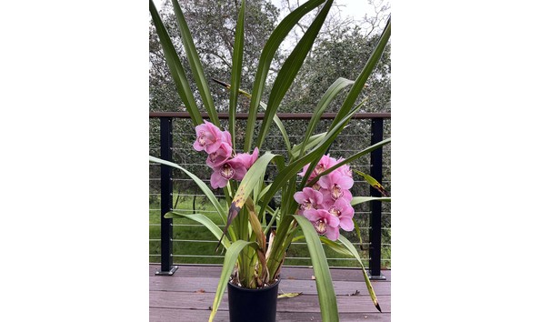 Big image lot 35   cym. john wooden plant