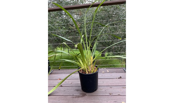 Big image lot 83   cym. trancyanum  ksitigarbha  plant