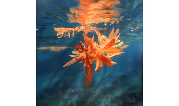 Big image eillen civitillo