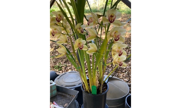 Big image lot xxx   cym. globetrotter  anna  plant