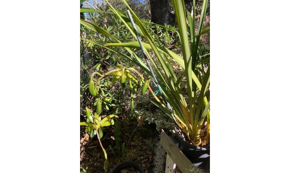 Big image lot xxx   cym. grandiflorum  gidget  plant