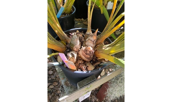 Big image lot xxx   cym. grandiflorum  gidget  bulbs