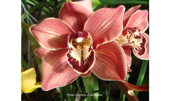 Big image lot xxx   cym. kiri te kanawa  princess  ad csa  jc aos