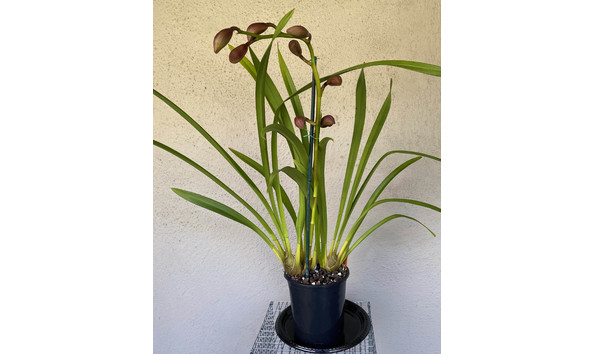 Big image lot xxx   cym. kiri te kanawa  princess  ad csa  jc aos plant