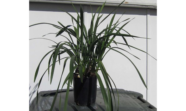 Big image lot xxx   cym. sarah jean  vapor  plant