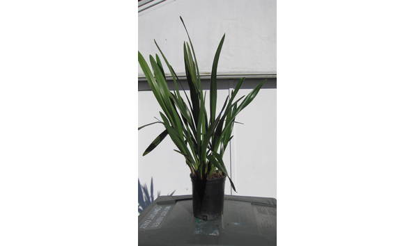 Big image lot xxx   cym. dorothy stockstill  forgotten fruit  am aos  s csa plant