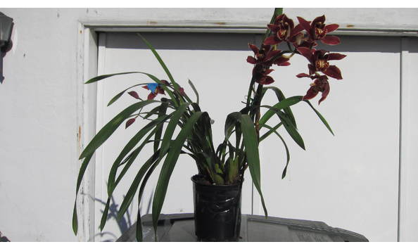 Big image lot xxx   cym. pywacket  heatherich hills  plant