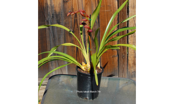 Big image lot xxx   cym.  mighty mouse x doctor baker   marooned  plant