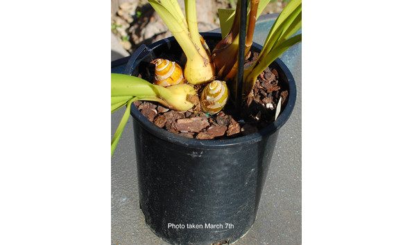 Big image lot xxx   cym.  mighty mouse x doctor baker   marooned  plant2