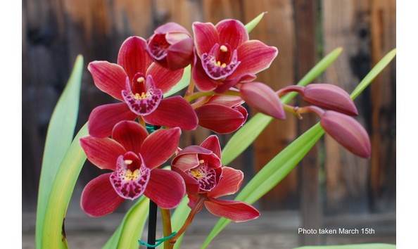 Big image lot xxx   cym.  mighty mouse x doctor baker   marooned  spike2