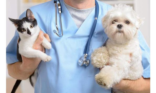 Big image image asset