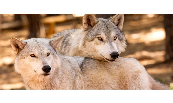 Big image bearizonawolves