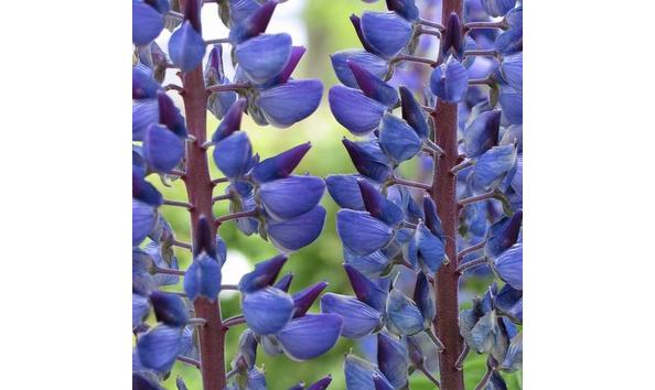 Big image lotusweilupine