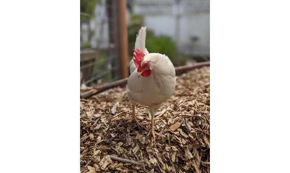 Big image signal 2020 06 04 143638