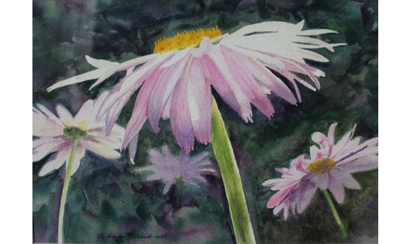 Big image jo belmont shasta daisies