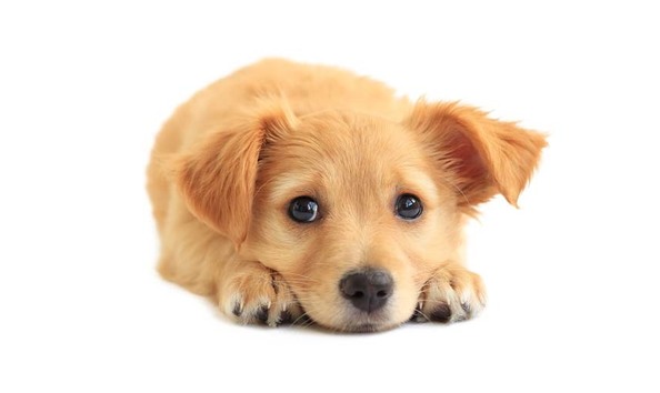 Big image impossibly cute puppy 21