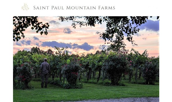 Big image vineyard 1