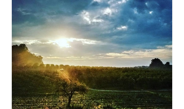 Big image vineyard 7