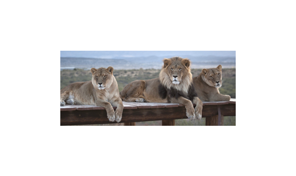 Big image outofafricalion