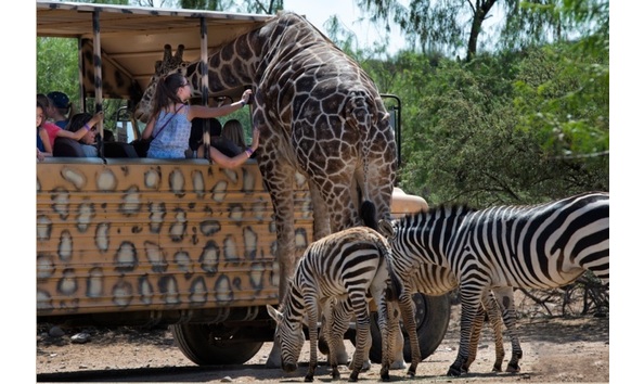 Big image outofafricatour