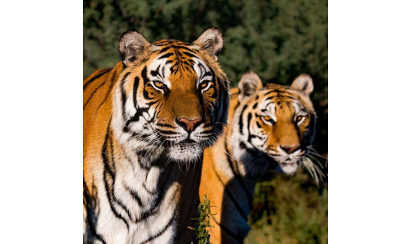 Big image 22538885 10154858849357341 8970578437360395880 o