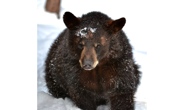 Big image 12244766 10153240985777951 5948760197104459318 o