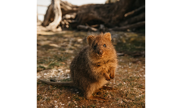 Big image rottnest.1