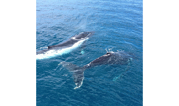 Big image whale watching