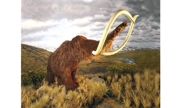 Big image internationalwildlife