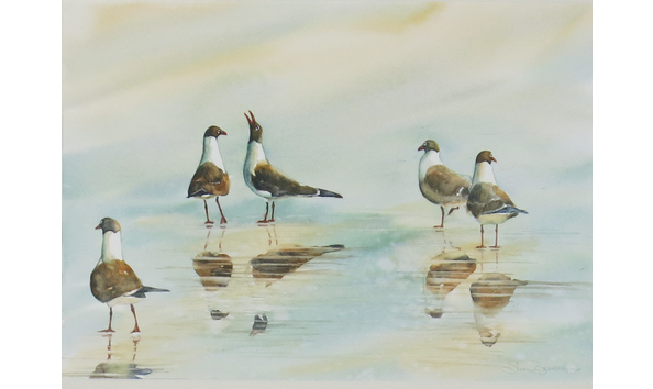 Big image s brandes gull 3178