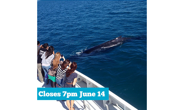 Big image whale watching date