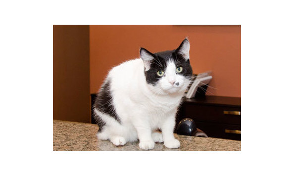 Big image scottsdale cat clinic cat