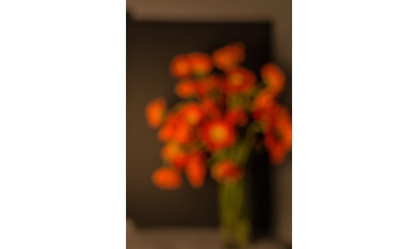 Big image tansey  bill   poppies photo