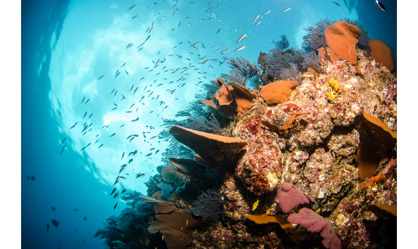Big image pic 3   coral reef   sea of cortez