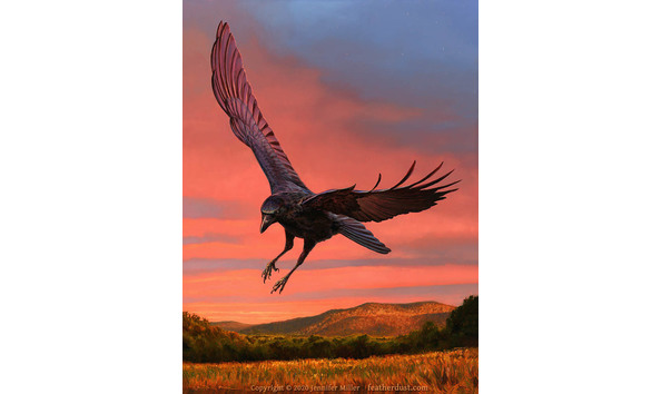 Big image driftingintoeveningcrowweb