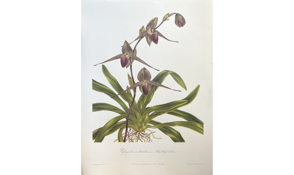 Big image carol woodin 2