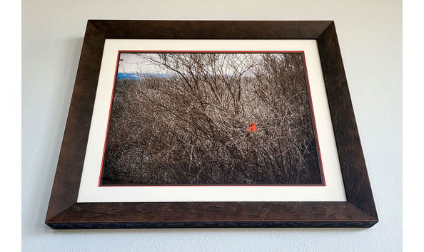 Big image cardinal in winter 01