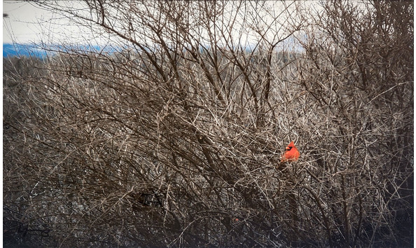 Big image cardinal in winter