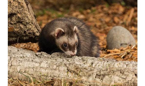 Big image mini magick20171110 85357 1wy6t0n