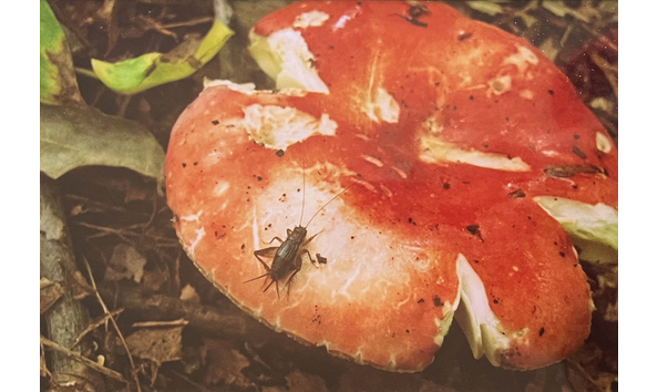 Big image kathy sacco photograph